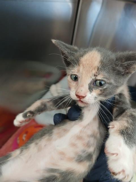 PREECHA - Domestic Short Hair available for adoption