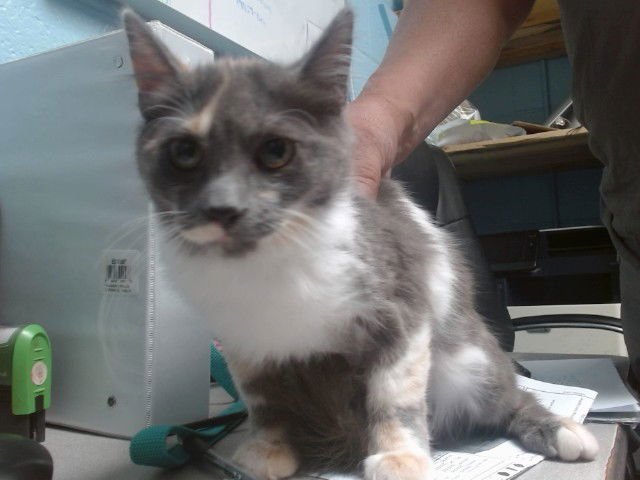 RIVIA - Domestic Medium Hair available for adoption