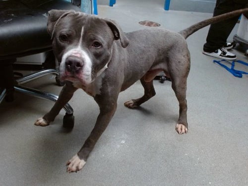 STIXX - American Pit Bull Terrier available for adoption
