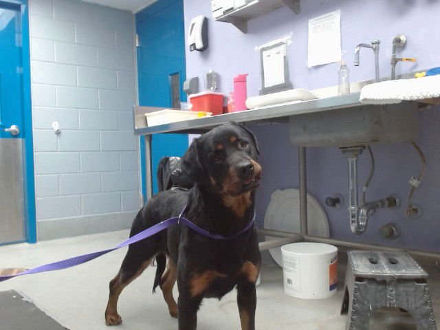 SISI - Rottweiler available for adoption