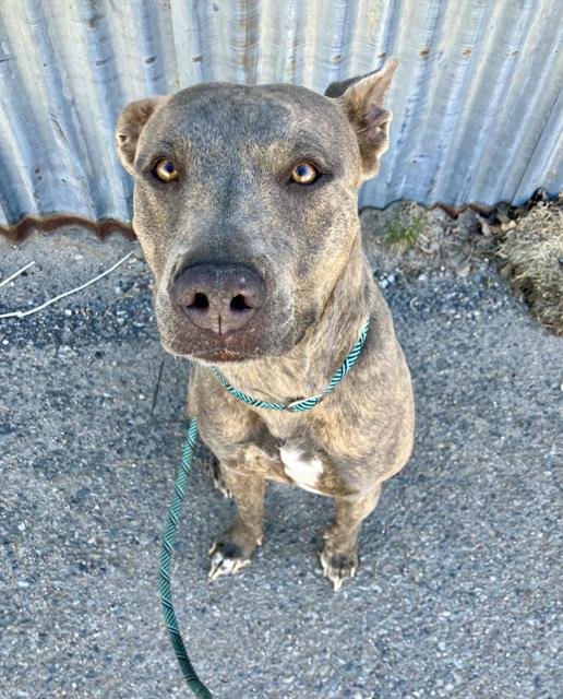 BRINDY - American Pit Bull Terrier available for adoption