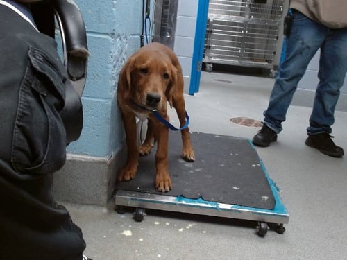 GAIL - English Coonhound available for adoption