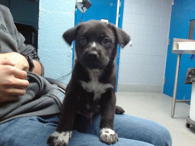 WHITLEY - Labrador Retriever available for adoption