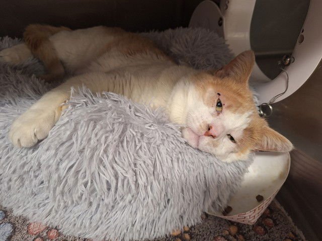 JAKE - Domestic Short Hair available for adoption