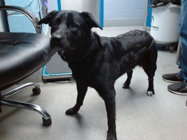 KOKO - Labrador Retriever available for adoption