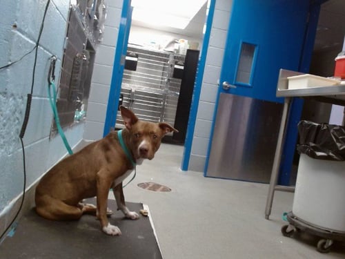 BEN - American Pit Bull Terrier available for adoption