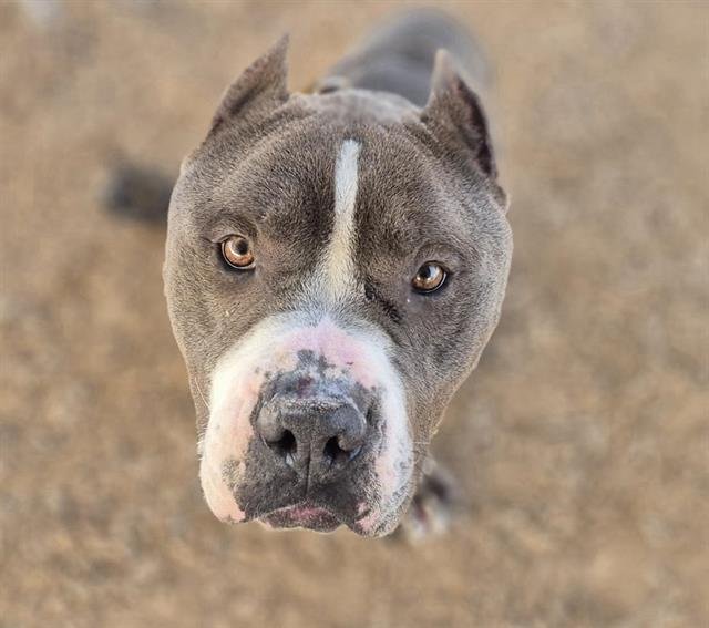 BOLT - American Bulldog available for adoption