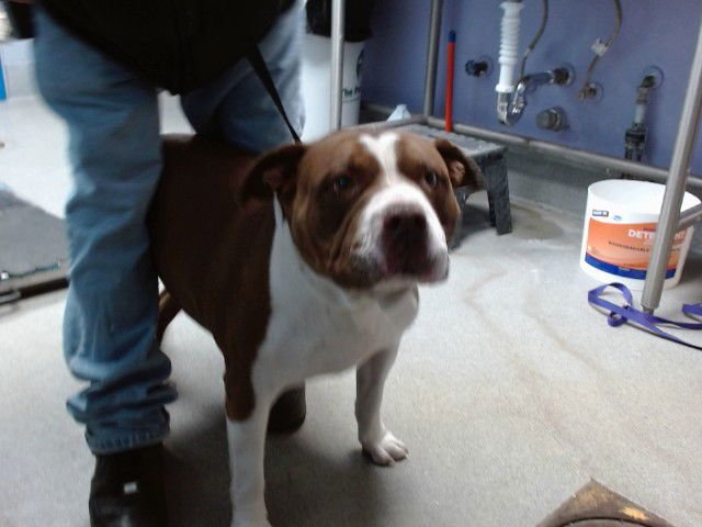 MEDUSA - Bullmastiff available for adoption