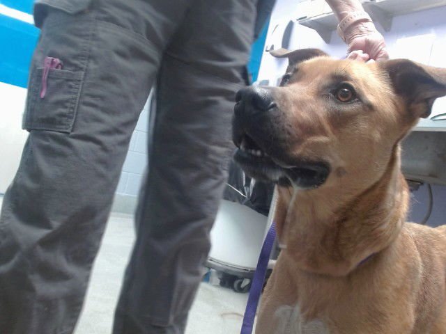 APRIL - German Shepherd Dog available for adoption