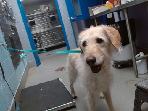 CONOR MCGREGOR - Irish Wolfhound available for adoption
