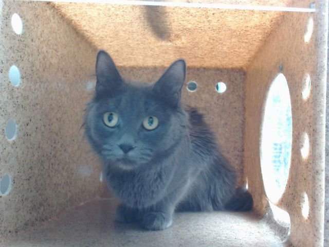 MARICA - Domestic Short Hair available for adoption