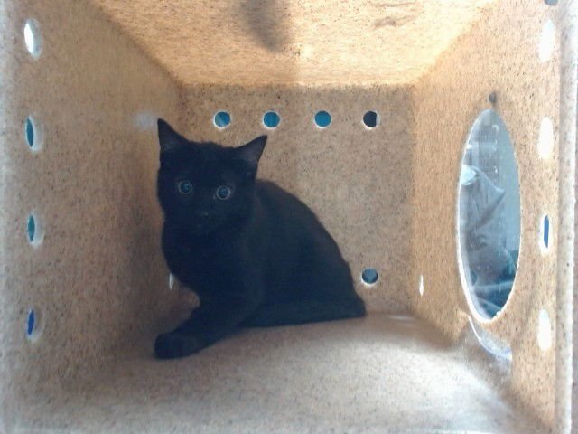 POT - Domestic Short Hair available for adoption