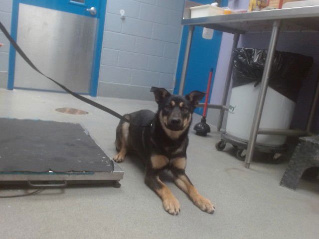 PEONY - German Shepherd Dog available for adoption