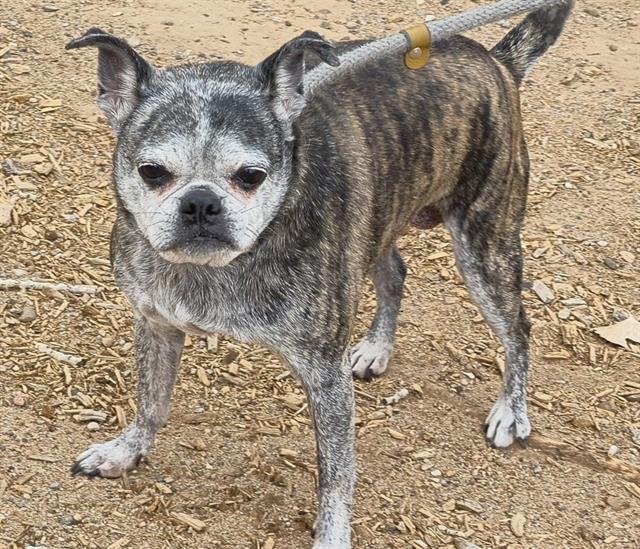 PRINCESS - Boston Terrier available for adoption