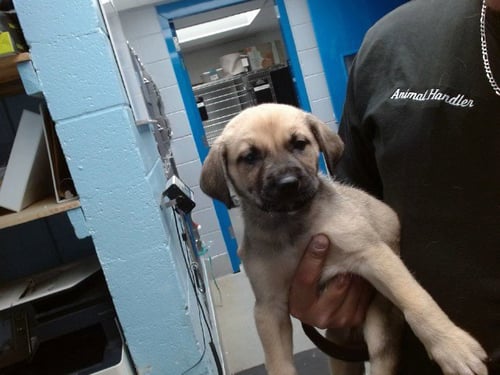 DOZER - German Shepherd Dog available for adoption