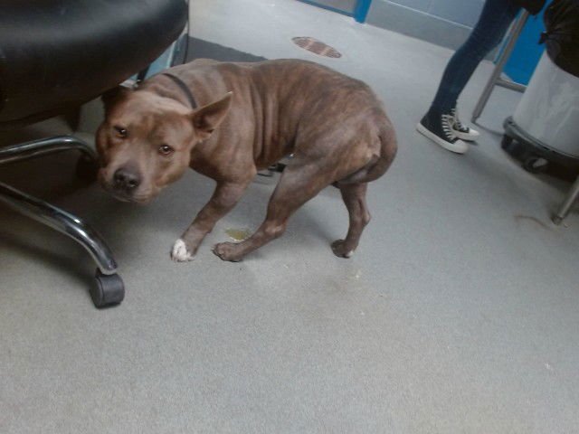 GREG - American Staffordshire Terrier available for adoption