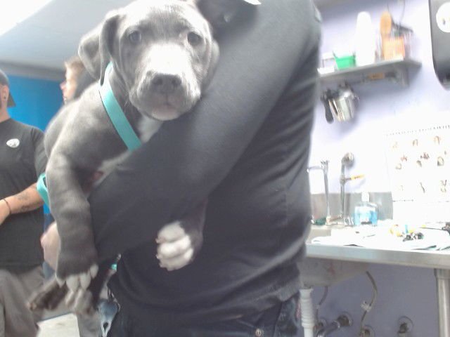 KELLY - American Pit Bull Terrier available for adoption