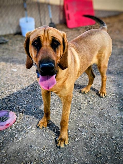 ODEN - Bloodhound / Redbone Coonhound available for adoption