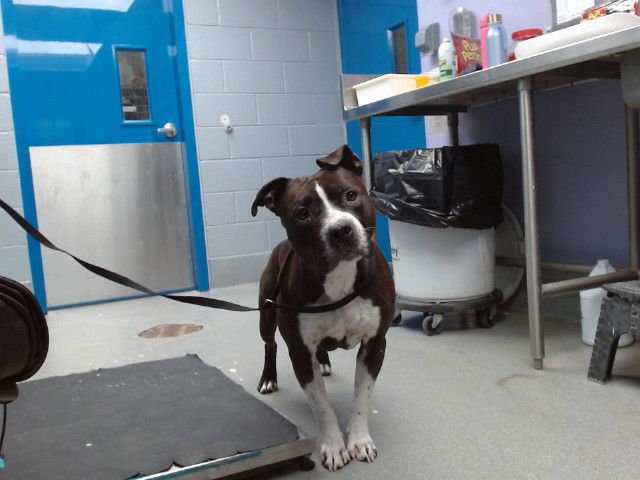 DENNIS - American Pit Bull Terrier available for adoption