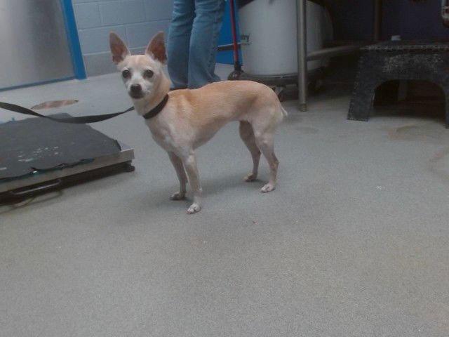 HAZEL - Chihuahua available for adoption