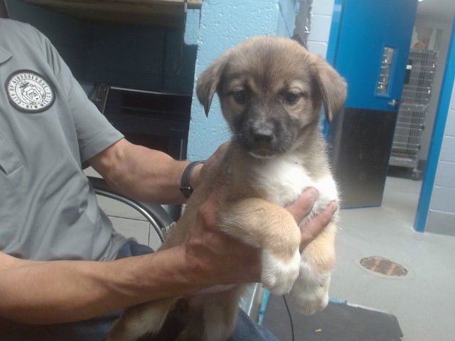 HARLOWE - Collie available for adoption