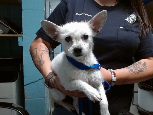 LATISHA - Rat Terrier available for adoption