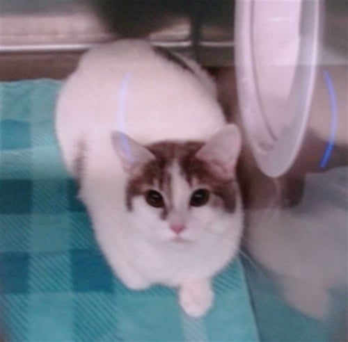 MANGO - Domestic Short Hair available for adoption
