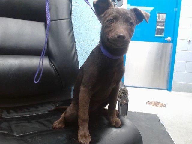 CABBAGE - Husky available for adoption