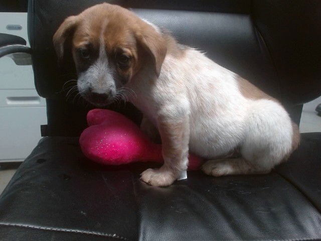 BUDDY - Australian Cattle Dog/Blue Heeler available for adoption