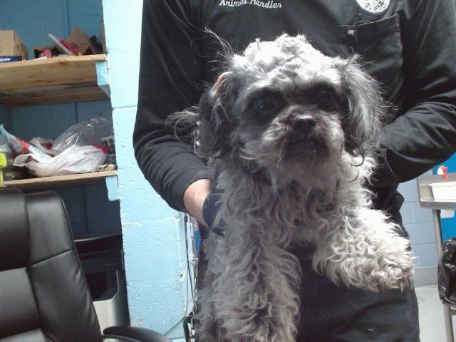 BELLA - Poodle (Miniature) available for adoption