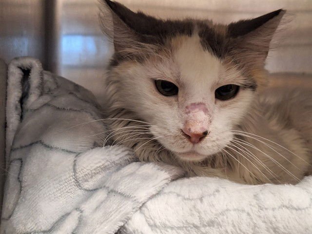 VIOLET - Domestic Long Hair available for adoption