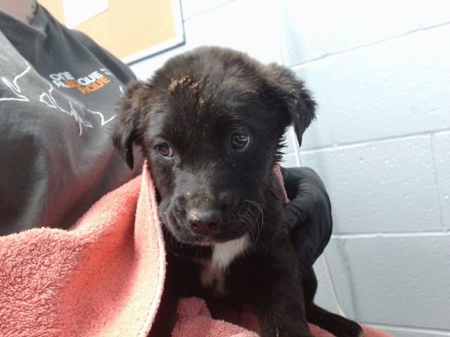 MIKE - Labrador Retriever available for adoption