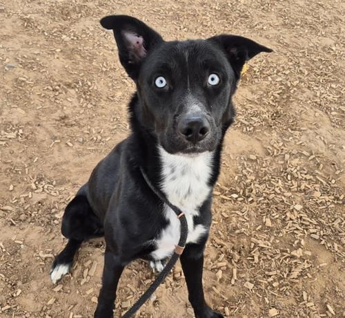 OREO - Husky available for adoption