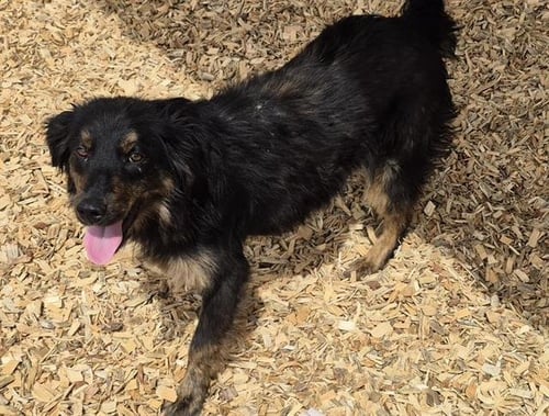 CARLA - Australian Kelpie available for adoption