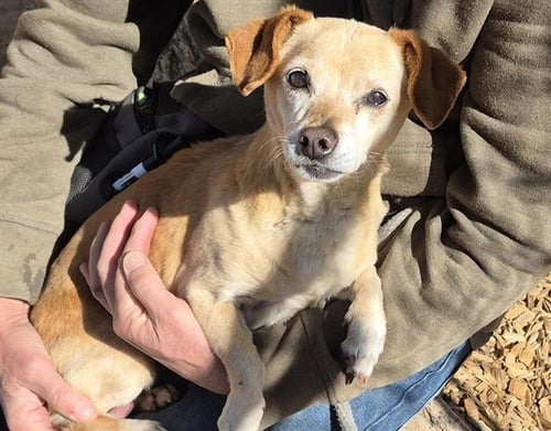 BUCKY - Chihuahua available for adoption