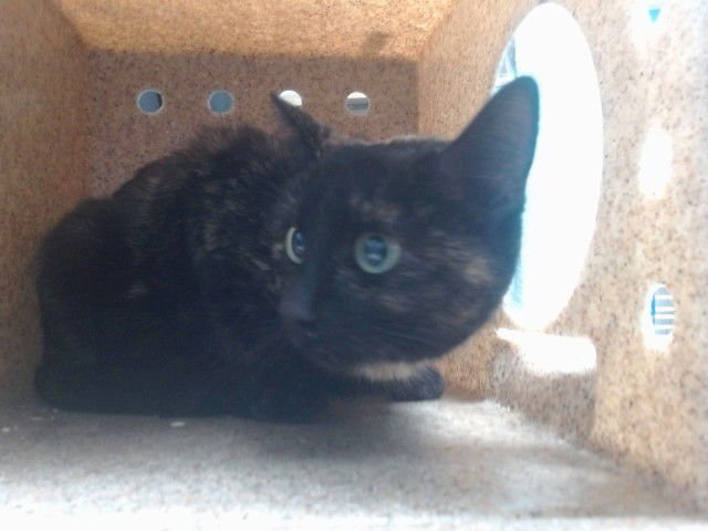 CLARA - Domestic Short Hair available for adoption