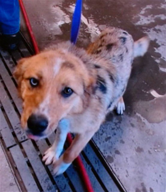 SANDY - Australian Shepherd available for adoption