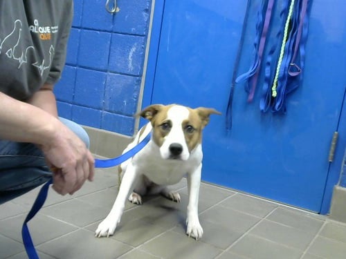 FONDUE - Australian Cattle Dog/Blue Heeler available for adoption