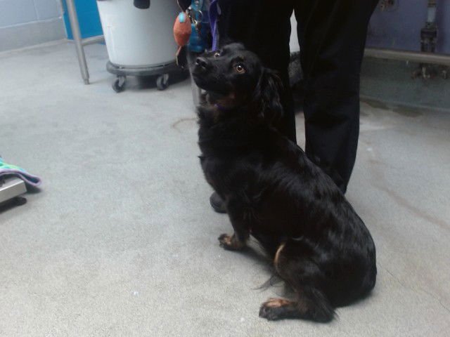 COCO - Dachshund available for adoption