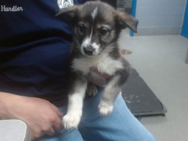 JESSE - Collie available for adoption