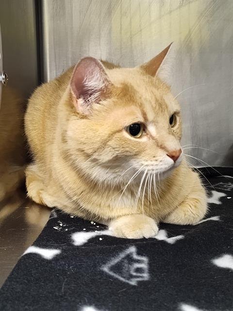 SUNSHINE - Domestic Short Hair available for adoption