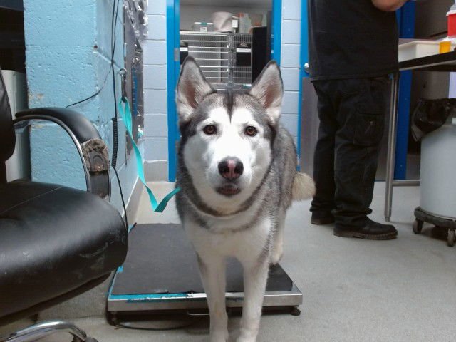 CREAM - Husky available for adoption