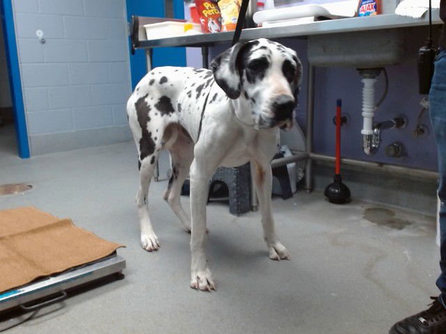 COOKIE - Great Dane available for adoption
