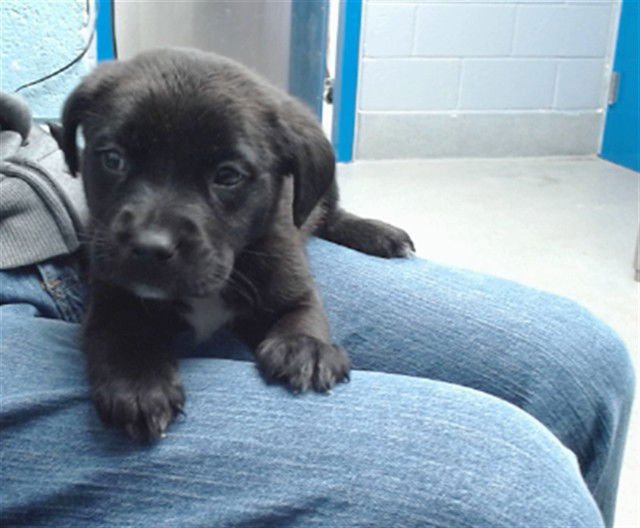 VALENTINE - Labrador Retriever available for adoption