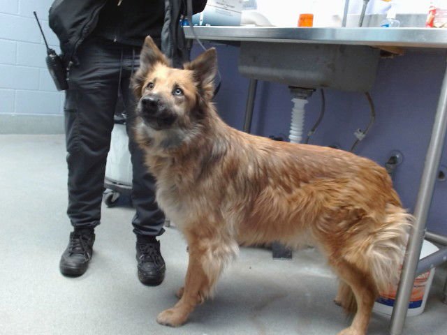 GIGI - German Shepherd Dog available for adoption