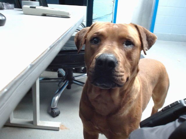 SCOOBY - American Pit Bull Terrier available for adoption