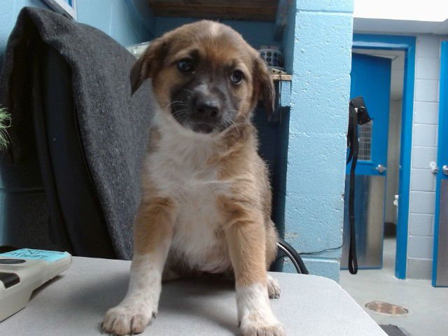 MIDGE - Australian Cattle Dog/Blue Heeler available for adoption