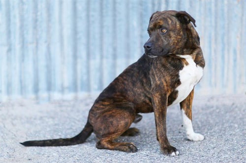 DUKE - American Pit Bull Terrier available for adoption