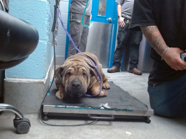 RUSSEL - Chinese Shar-Pei available for adoption