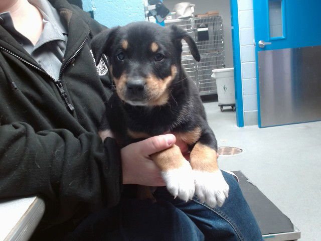 PANDA - Labrador Retriever available for adoption